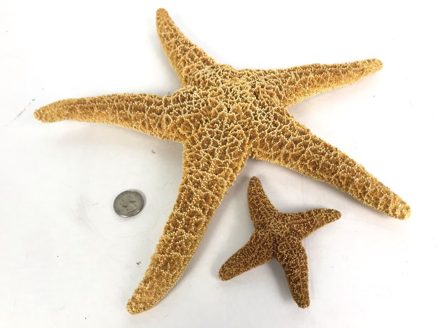 Pair Of Organic Starfish [Photo 2]