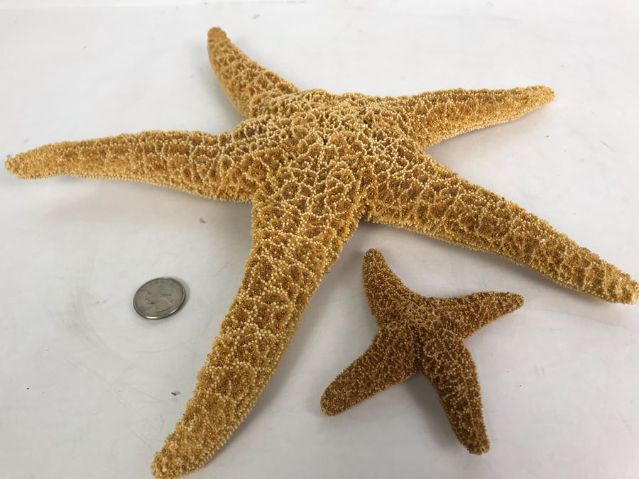 Pair Of Organic Starfish [Photo 3]
