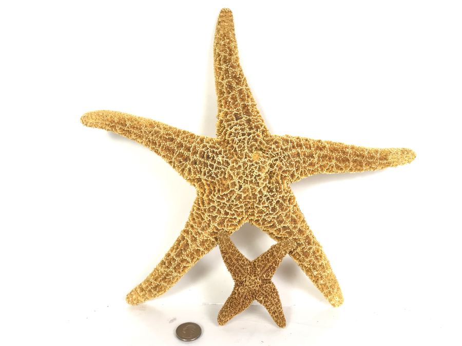 Pair Of Organic Starfish