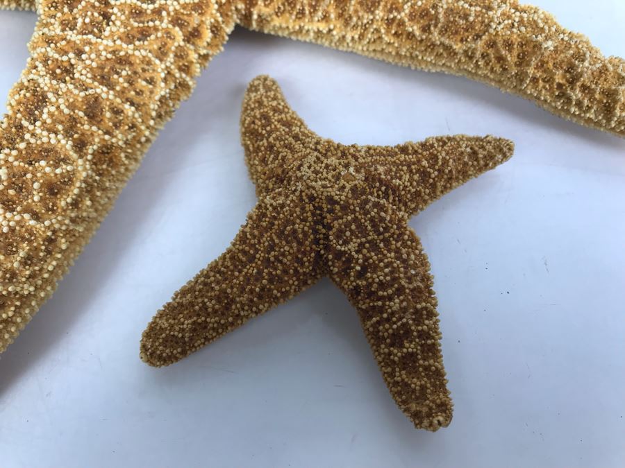 Pair Of Organic Starfish [Photo 4]
