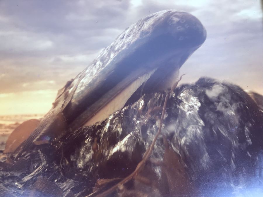 Baby Grey Whale Off Point Loma Rising Through Kelp Beds Photograph By Howard Hall San Diego 21W X 17H - LJE [Photo 8]