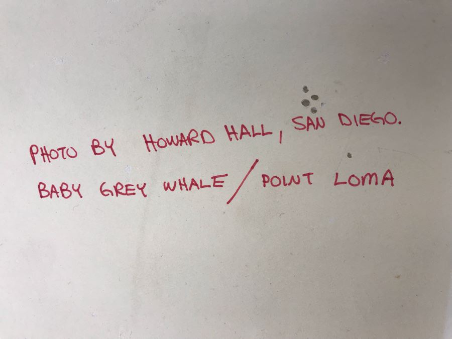 Baby Grey Whale Off Point Loma Rising Through Kelp Beds Photograph By Howard Hall San Diego 21W X 17H - LJE [Photo 9]