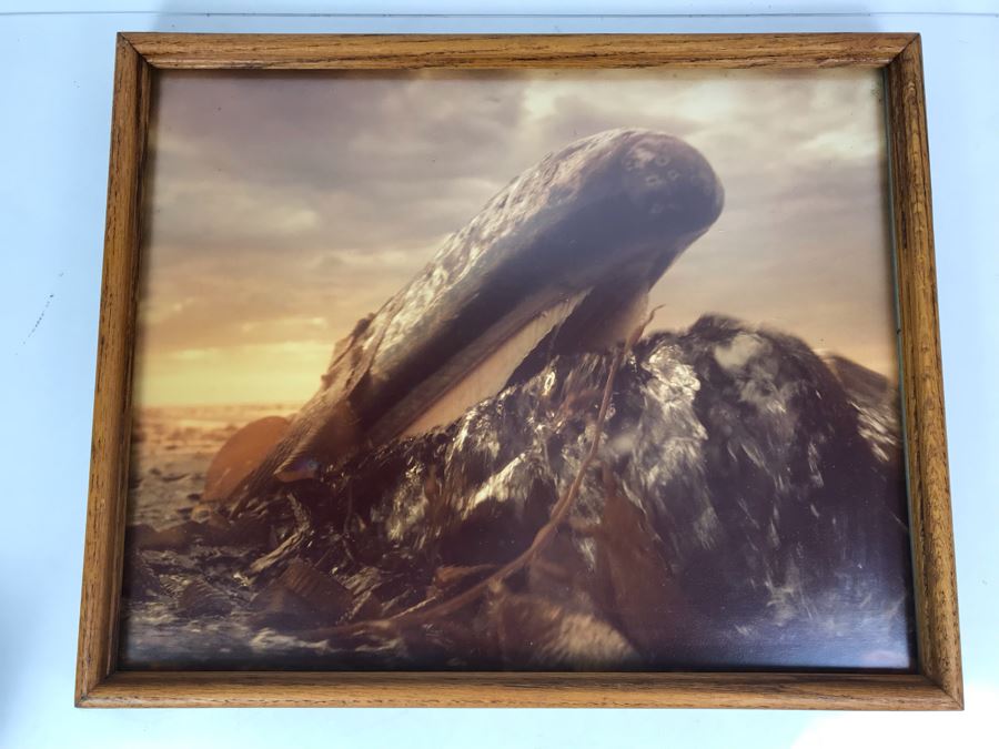 Baby Grey Whale Off Point Loma Rising Through Kelp Beds Photograph By Howard Hall San Diego 21W X 17H - LJE [Photo 1]