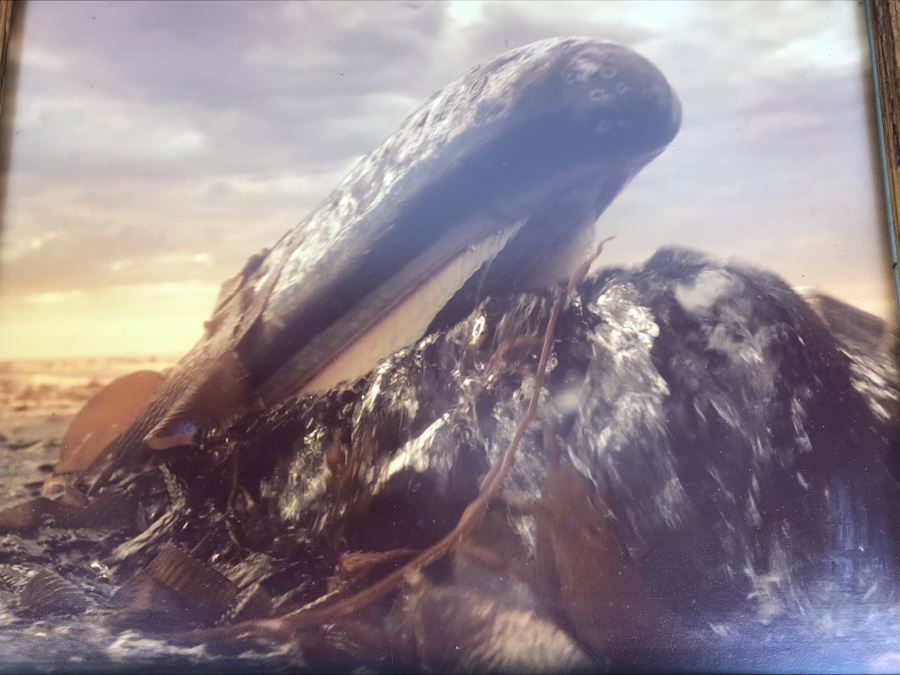 Baby Grey Whale Off Point Loma Rising Through Kelp Beds Photograph By Howard Hall San Diego 21W X 17H - LJE [Photo 4]