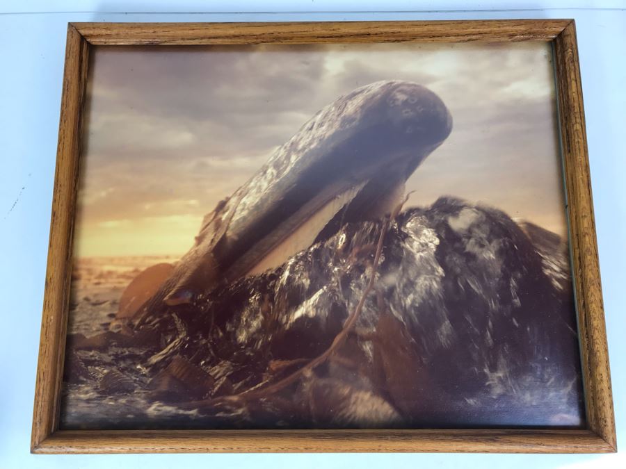 Baby Grey Whale Off Point Loma Rising Through Kelp Beds Photograph By Howard Hall San Diego 21W X 17H - LJE [Photo 2]