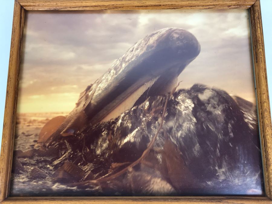 Baby Grey Whale Off Point Loma Rising Through Kelp Beds Photograph By Howard Hall San Diego 21W X 17H - LJE [Photo 3]