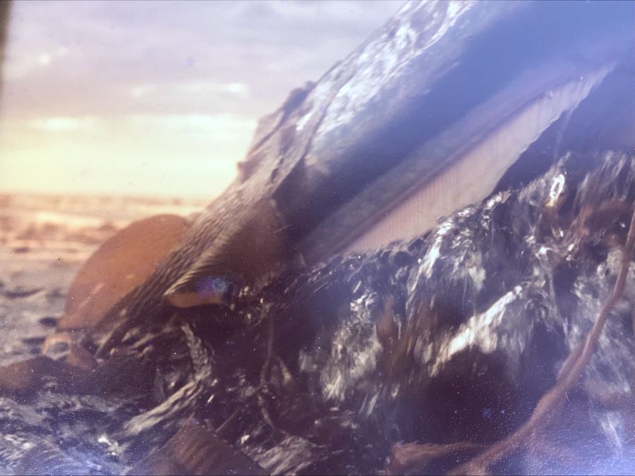 Baby Grey Whale Off Point Loma Rising Through Kelp Beds Photograph By Howard Hall San Diego 21W X 17H - LJE [Photo 7]