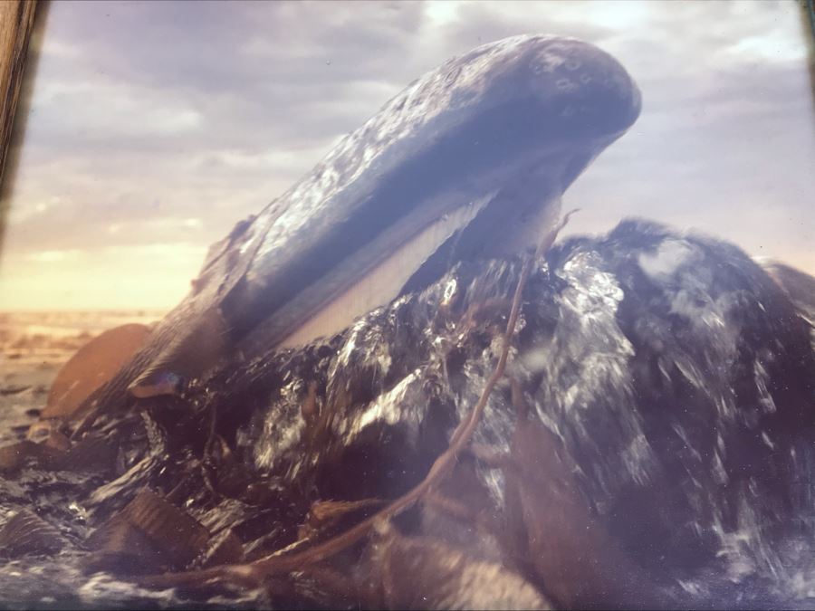 Baby Grey Whale Off Point Loma Rising Through Kelp Beds Photograph By Howard Hall San Diego 21W X 17H - LJE [Photo 5]
