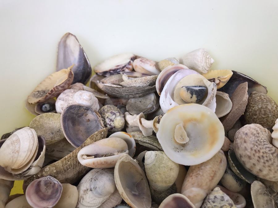 Yellow Pyrex Mixing Bowl Filled With Organic Seashells [Photo 5]