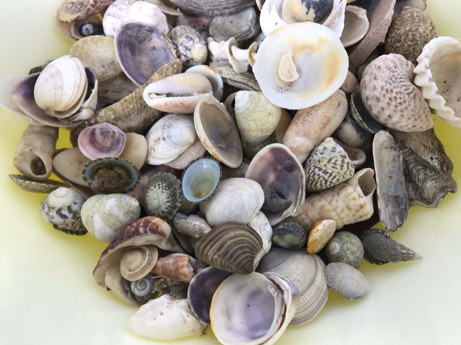 Yellow Pyrex Mixing Bowl Filled With Organic Seashells [Photo 6]