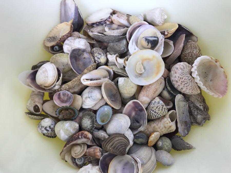 Yellow Pyrex Mixing Bowl Filled With Organic Seashells [Photo 4]