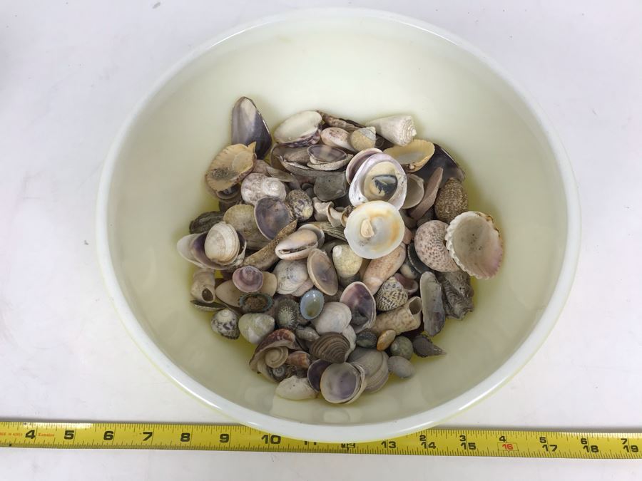 Yellow Pyrex Mixing Bowl Filled With Organic Seashells [Photo 2]