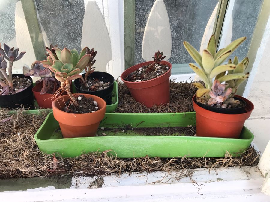 White Shabby Chic Terrarium With Succulent Plants [Photo 5]