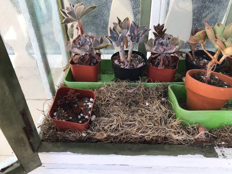 White Shabby Chic Terrarium With Succulent Plants [Photo 4]