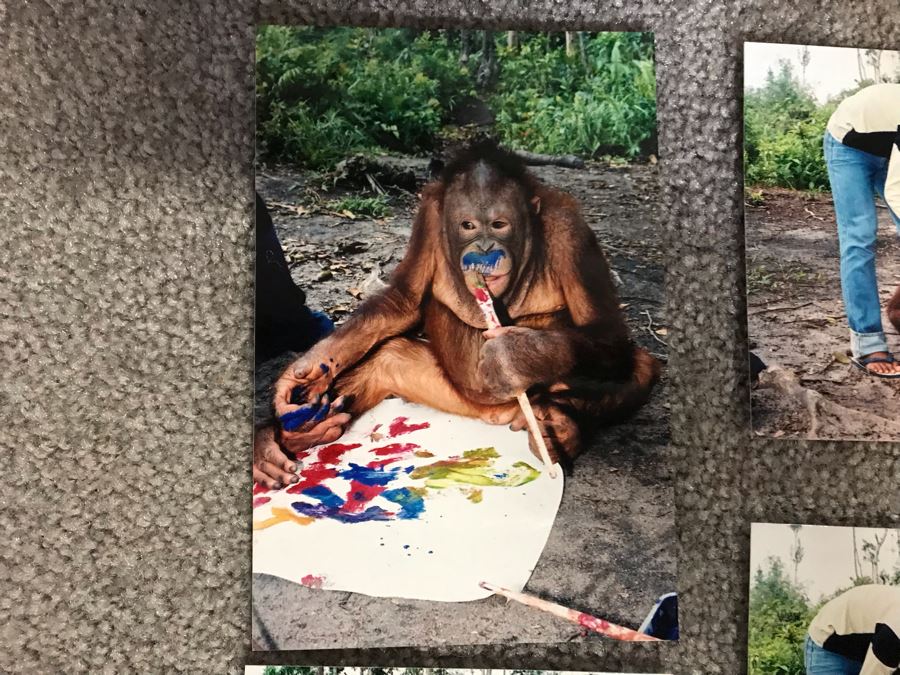 Pair Of Abstract Paintings Painted By Apes With Photographs 25 X 28, 32 X 41 [Photo 11]