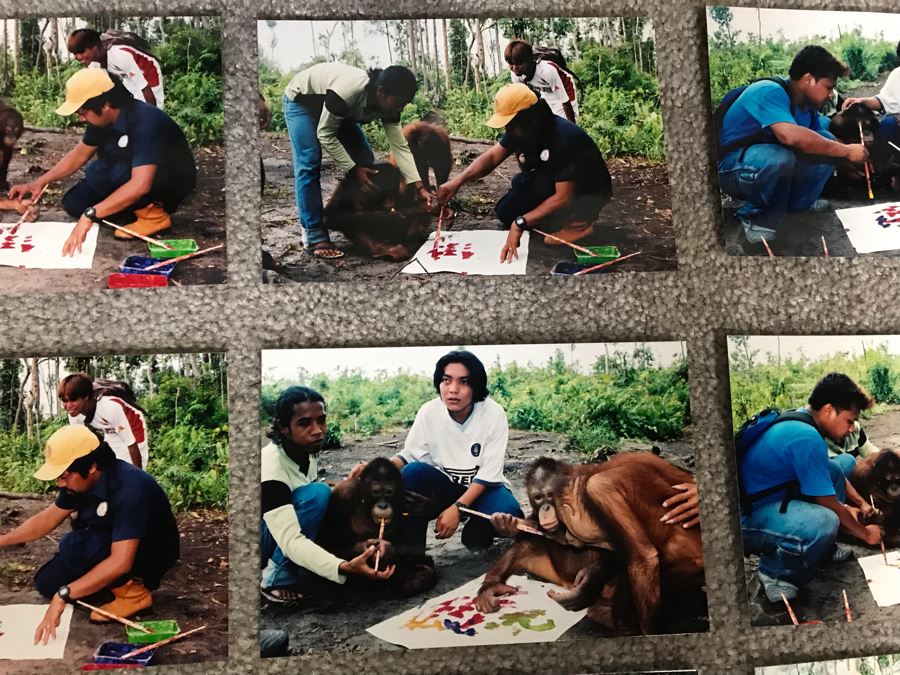 Pair Of Abstract Paintings Painted By Apes With Photographs 25 X 28, 32 X 41 [Photo 14]