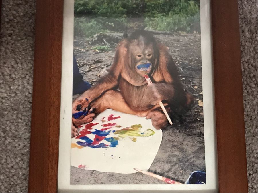 Pair Of Abstract Paintings Painted By Apes With Photographs 25 X 28, 32 X 41 [Photo 8]