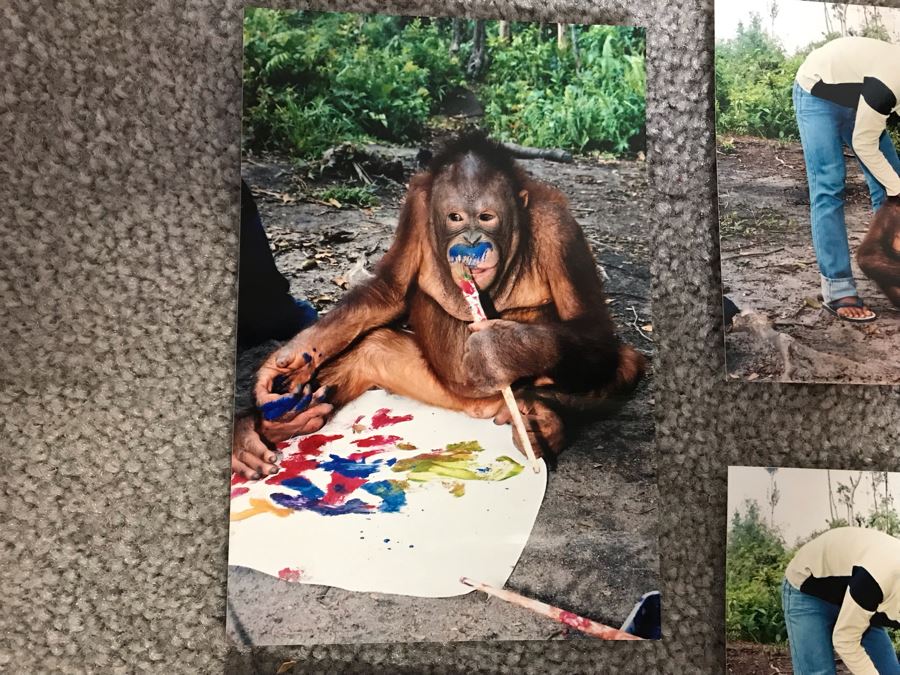 Pair Of Abstract Paintings Painted By Apes With Photographs 25 X 28, 32 X 41 [Photo 25]