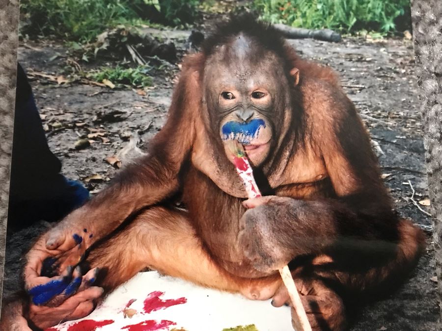 Pair Of Abstract Paintings Painted By Apes With Photographs 25 X 28, 32 X 41 [Photo 27]