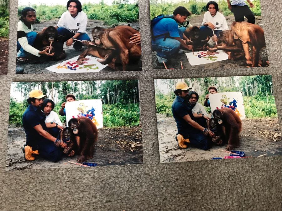 Pair Of Abstract Paintings Painted By Apes With Photographs 25 X 28, 32 X 41 [Photo 16]