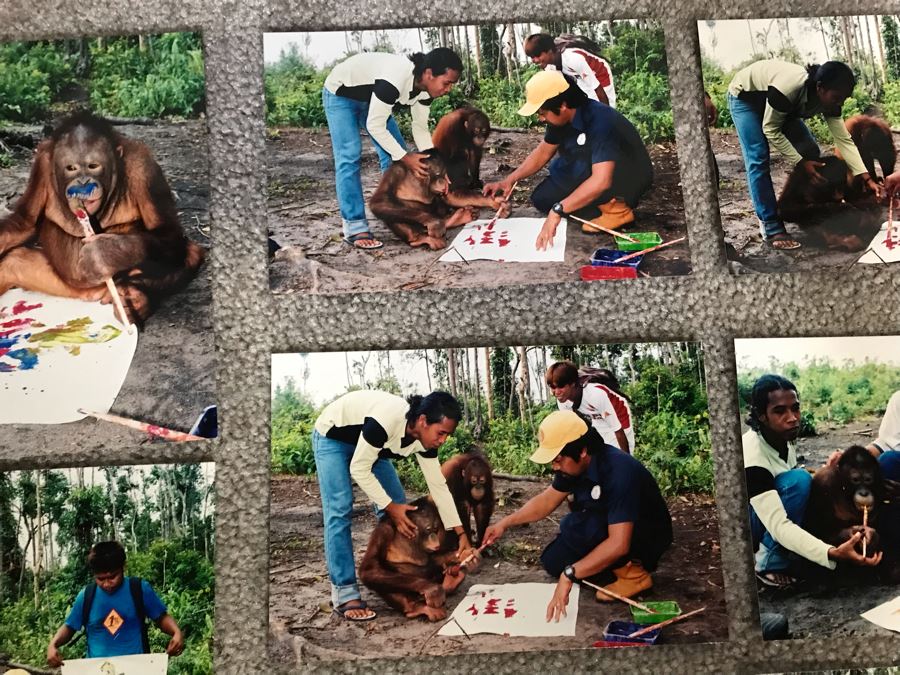 Pair Of Abstract Paintings Painted By Apes With Photographs 25 X 28, 32 X 41 [Photo 13]