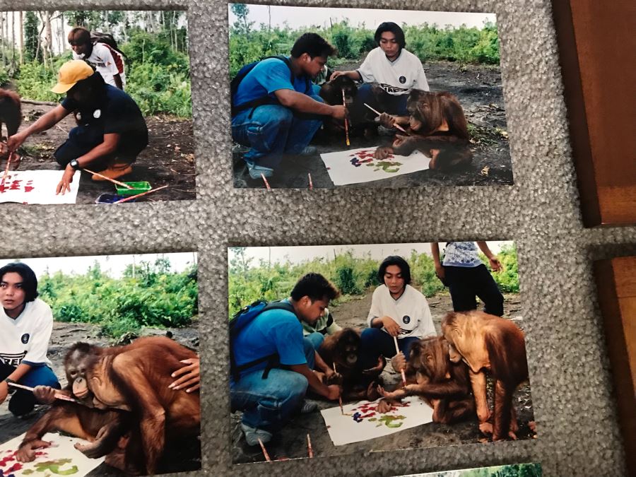 Pair Of Abstract Paintings Painted By Apes With Photographs 25 X 28, 32 X 41 [Photo 15]