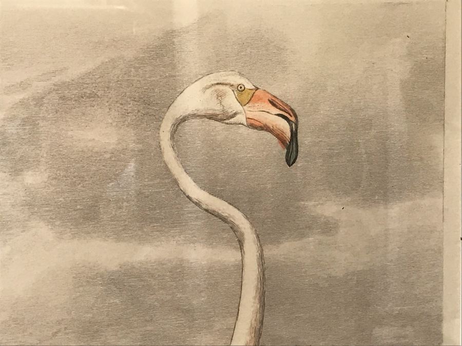 Flamingo Art Print In Bamboo Motif Black Frame 16W X 24H Retails $382 [Photo 4]