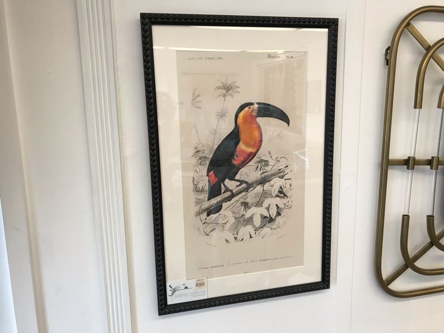 Tucan Art Print In Black Frame 16W X 24H Retails $360 [Photo 2]