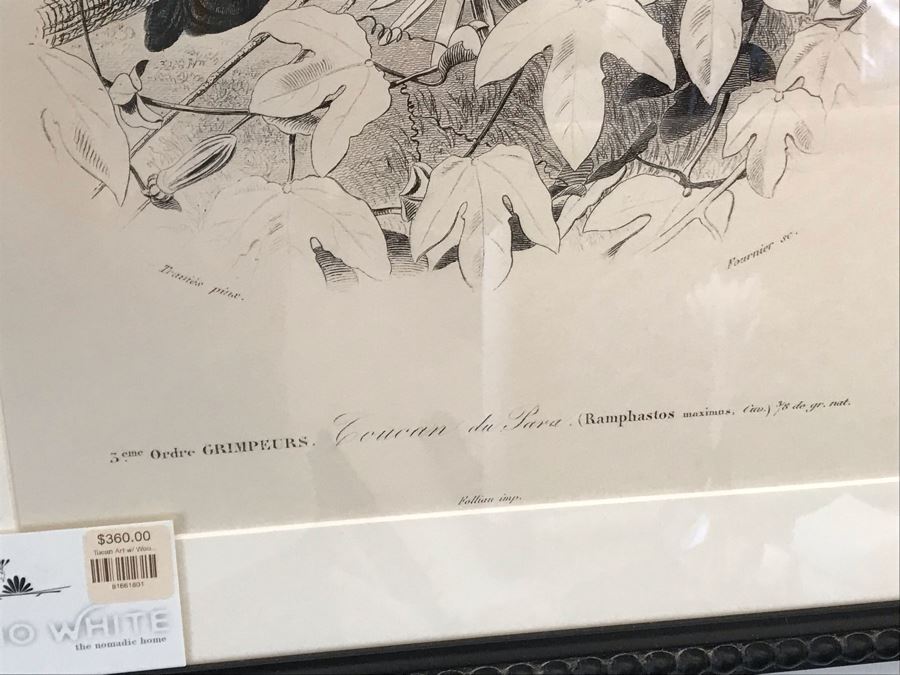 Tucan Art Print In Black Frame 16W X 24H Retails $360 [Photo 5]