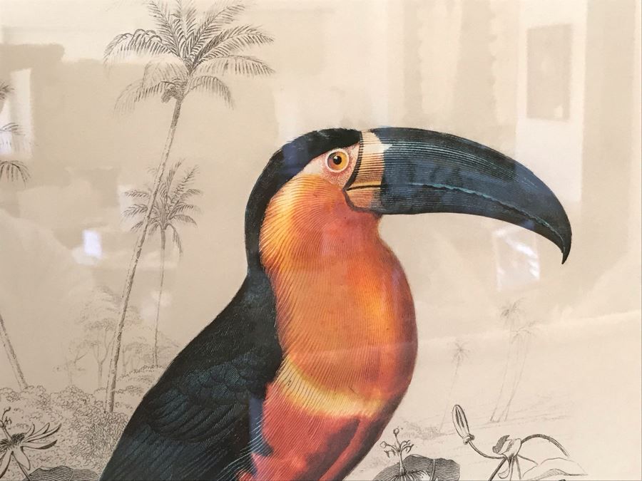 Tucan Art Print In Black Frame 16W X 24H Retails $360 [Photo 3]