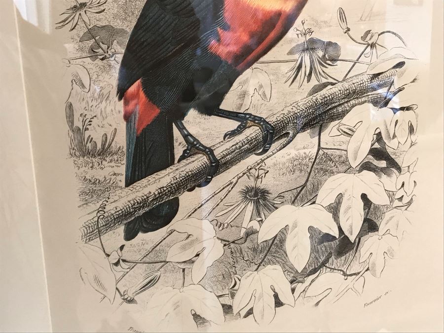 Tucan Art Print In Black Frame 16W X 24H Retails $360 [Photo 4]