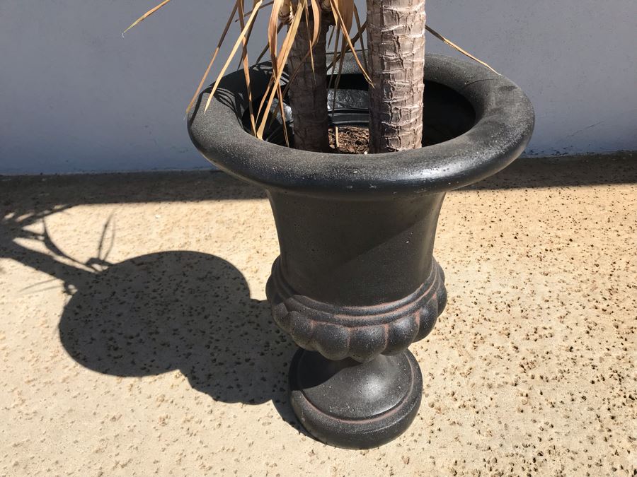 Natural Palm Tree In Lightweight Black Plastic Urn Planter 21H Plant 62H
