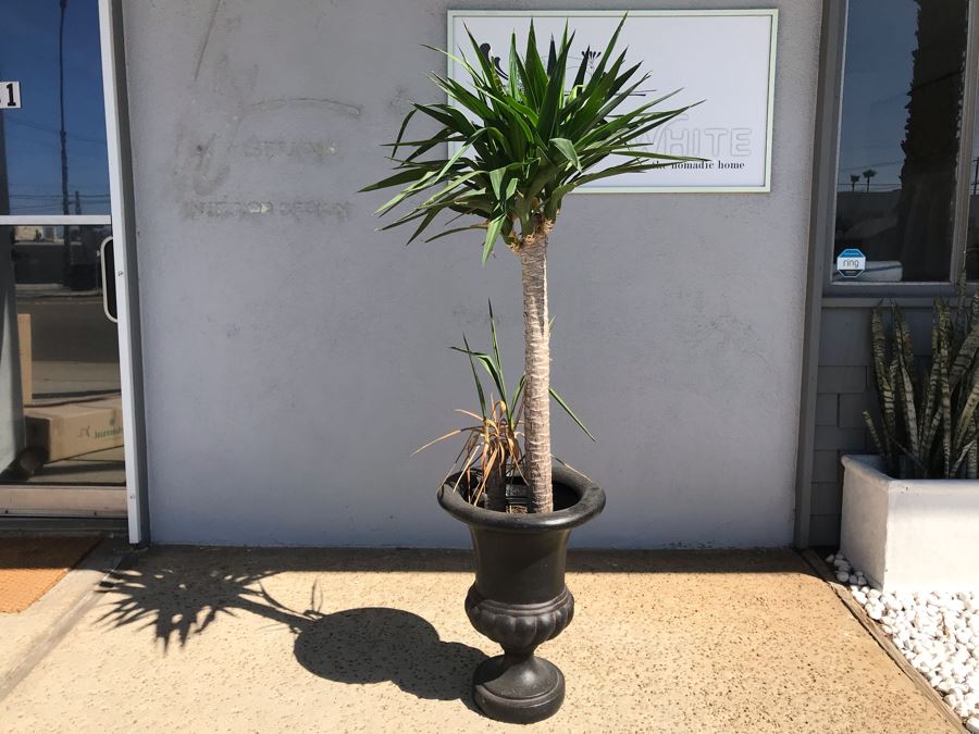 Natural Palm Tree In Lightweight Black Plastic Urn Planter 21H Plant 62H [Photo 1]