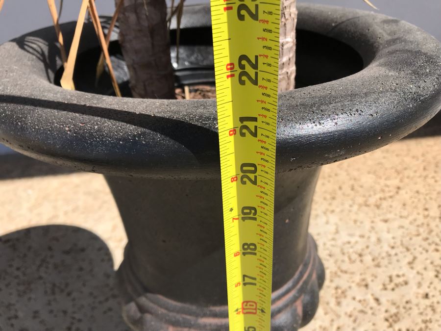 Natural Palm Tree In Lightweight Black Plastic Urn Planter 21H Plant 62H [Photo 5]