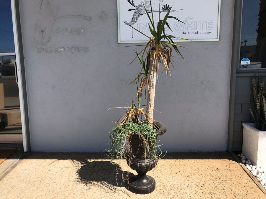 Natural Palm Tree In Lightweight Black Resin Urn Planter 21H Plant 61H [Photo 2]