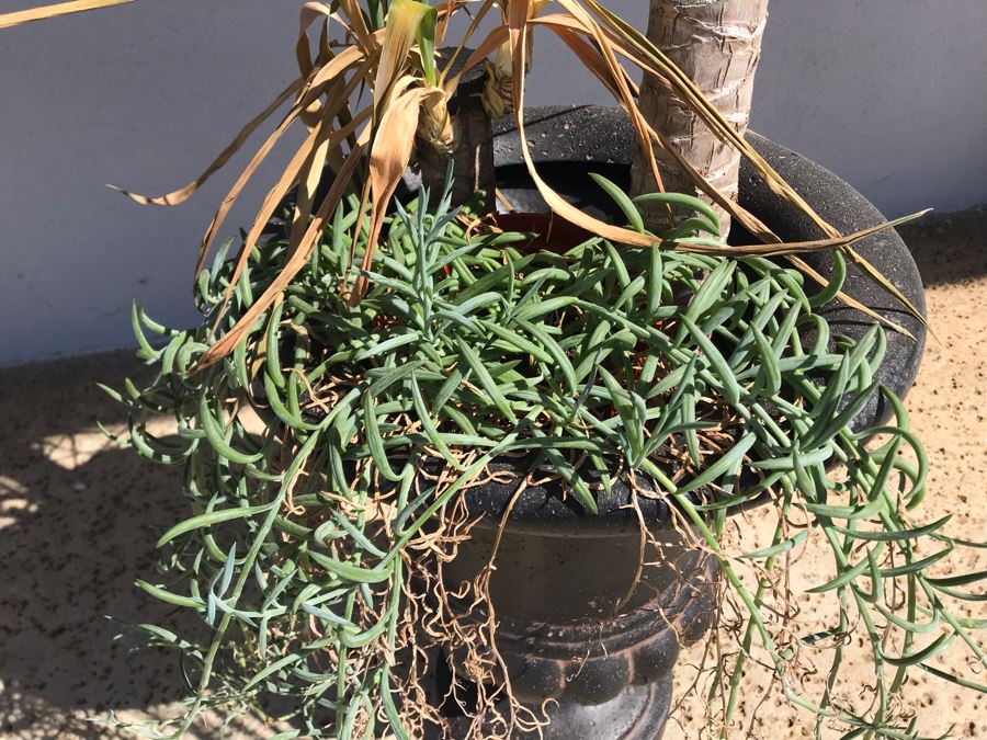 Natural Palm Tree In Lightweight Black Resin Urn Planter 21H Plant 61H [Photo 5]