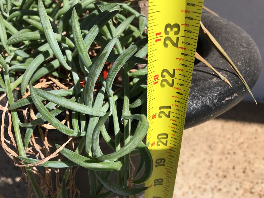 Natural Palm Tree In Lightweight Black Resin Urn Planter 21H Plant 61H [Photo 6]