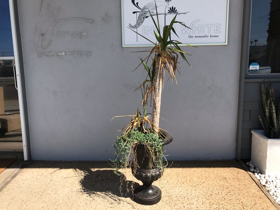 Natural Palm Tree In Lightweight Black Resin Urn Planter 21H Plant 61H