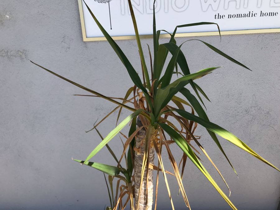 Natural Palm Tree In Lightweight Black Resin Urn Planter 21H Plant 61H [Photo 4]