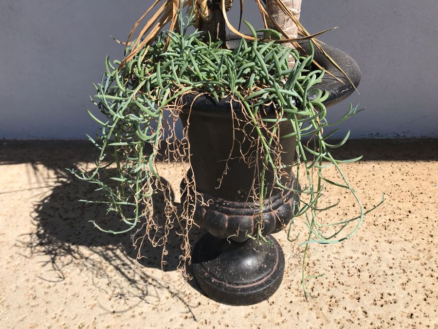 Natural Palm Tree In Lightweight Black Resin Urn Planter 21H Plant 61H [Photo 3]