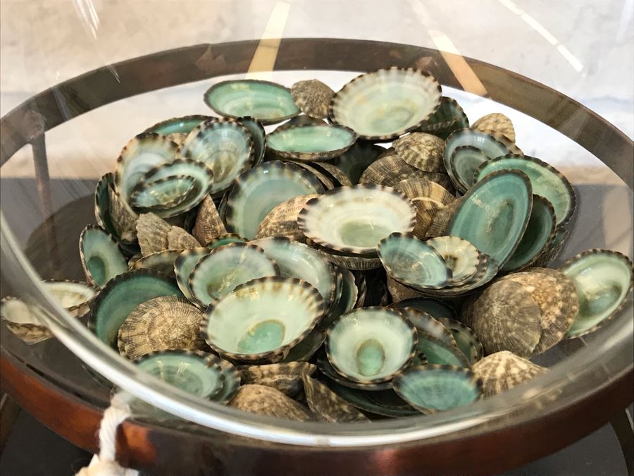 Glass Terrarium With Metal Stand And Collection Of Organic Shells 7W X 10H Retails $65 [Photo 3]