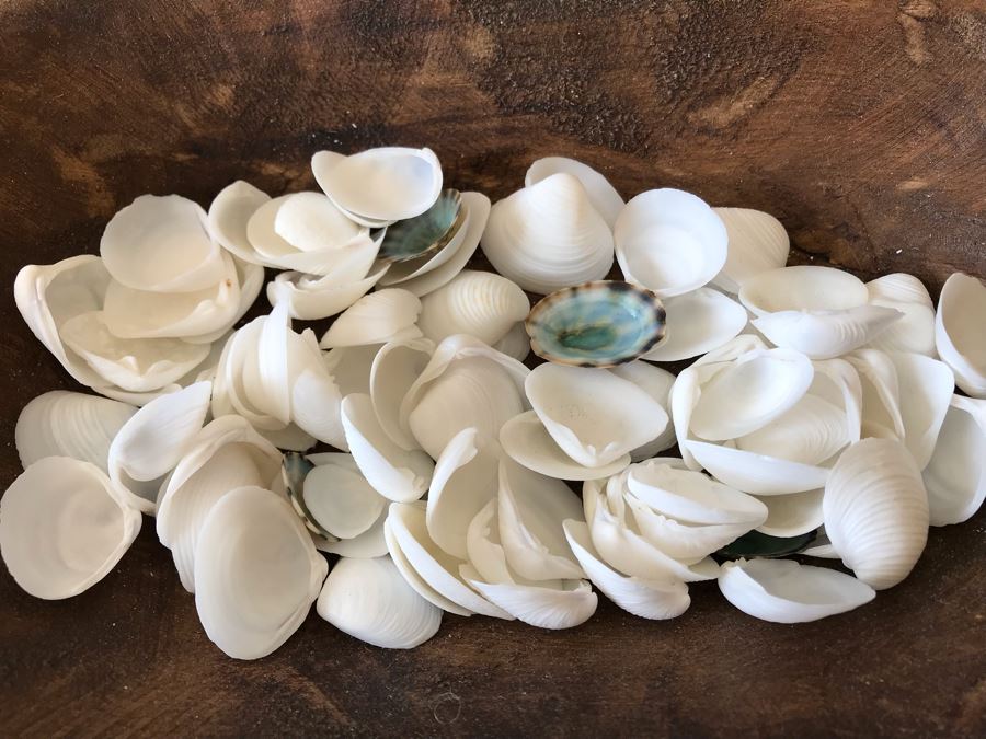 Pair Of Hand Carved Wooden Bowls Filled With Natural Seashells 9.5W X 6D X 2H Retails $70 [Photo 6]