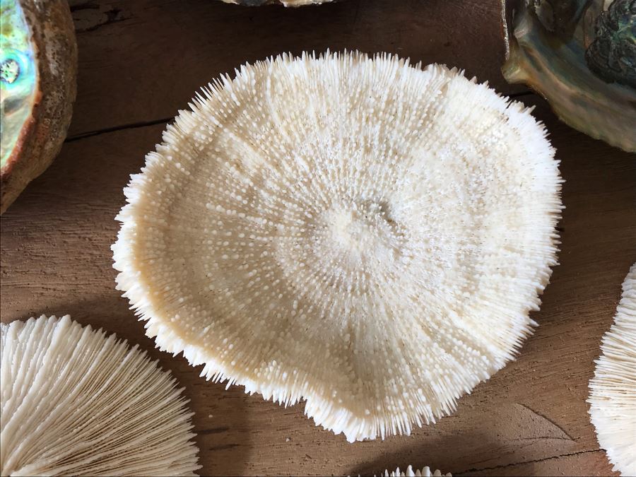 (3) Natural Abalone Shells And (4) Natural White Corals [Photo 10]