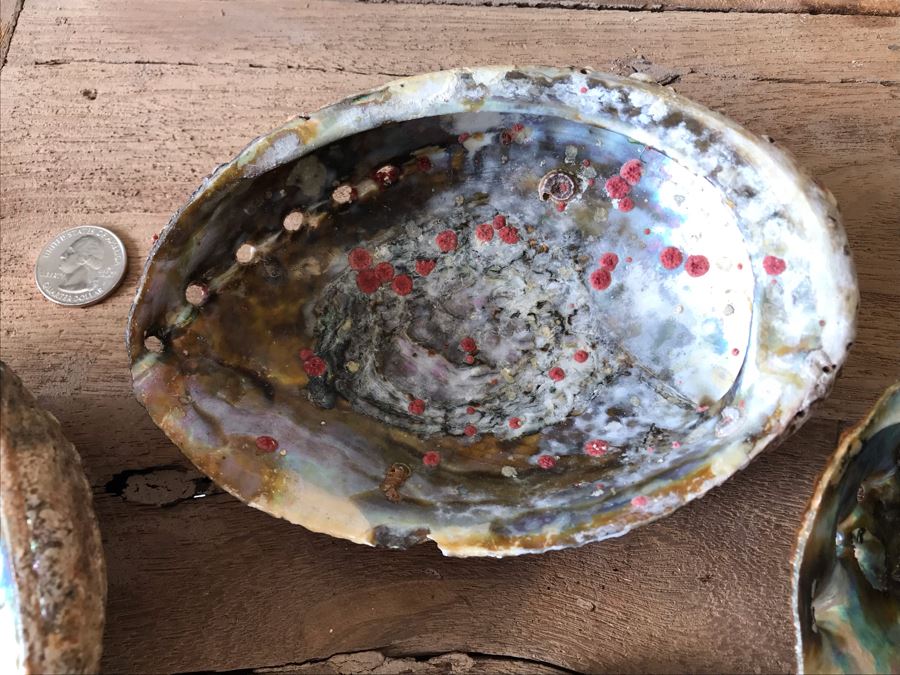 (3) Natural Abalone Shells And (4) Natural White Corals [Photo 7]