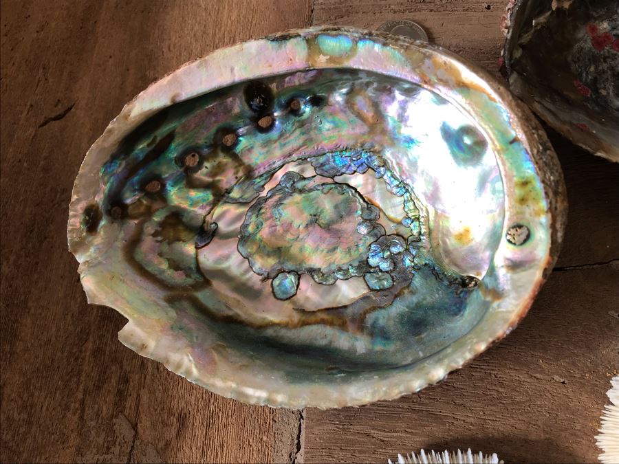 (3) Natural Abalone Shells And (4) Natural White Corals [Photo 8]