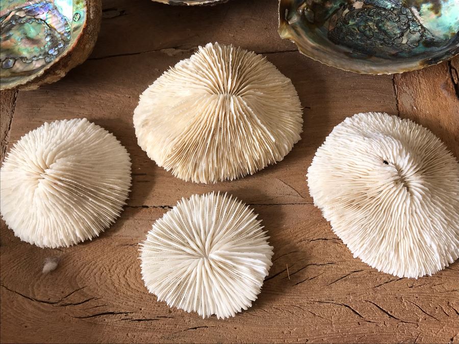 (3) Natural Abalone Shells And (4) Natural White Corals [Photo 9]