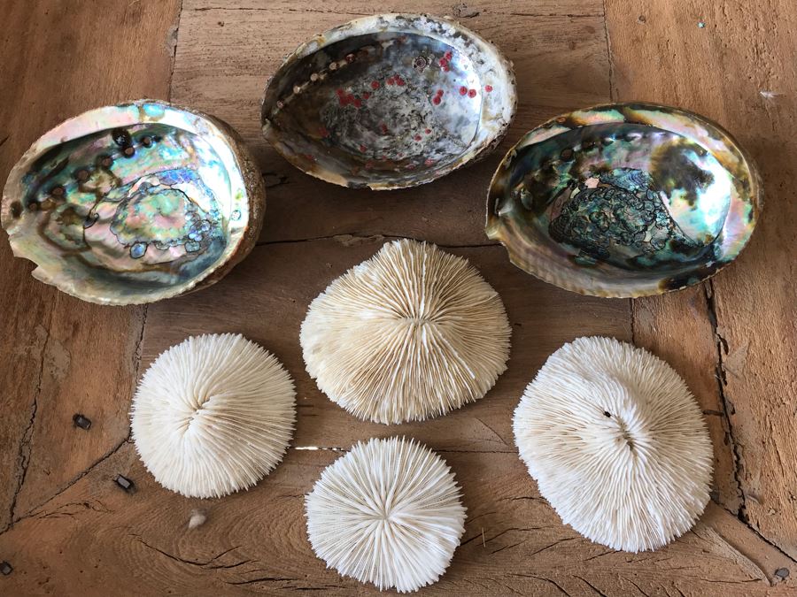 (3) Natural Abalone Shells And (4) Natural White Corals [Photo 2]