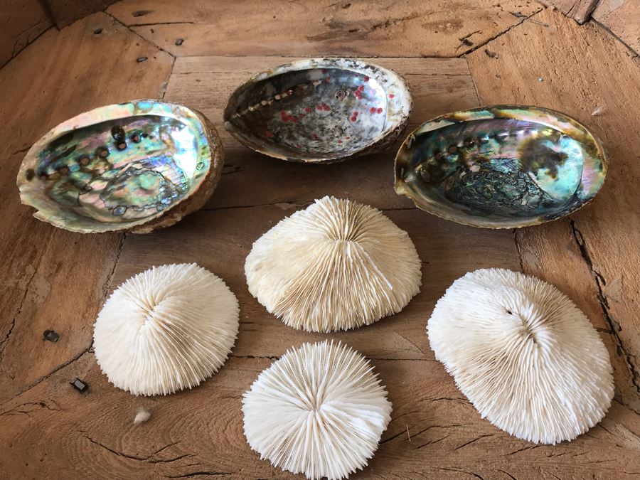 (3) Natural Abalone Shells And (4) Natural White Corals [Photo 3]