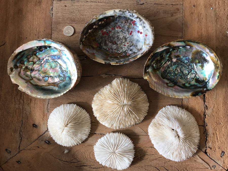 (3) Natural Abalone Shells And (4) Natural White Corals [Photo 4]