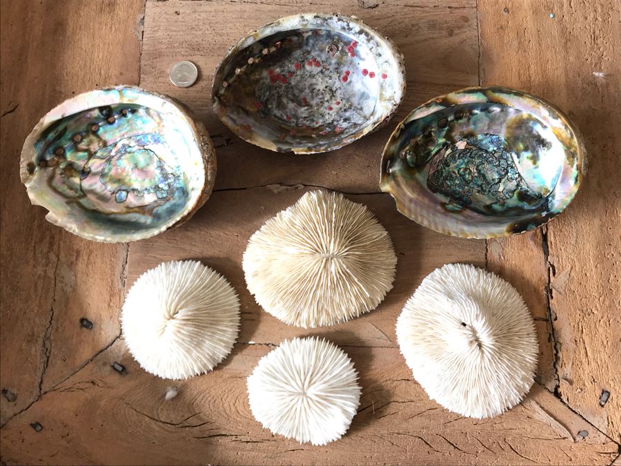 (3) Natural Abalone Shells And (4) Natural White Corals [Photo 5]